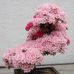 David Crisler Is a Magical Bonsai Tree - Facebook