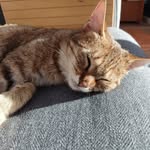 David Crosier - @schaerbeekeagle - Instagram