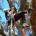 David Cuddihy - Arborist - Facebook