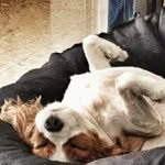 David Cumberland - @evercookyball - Instagram