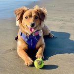 David Cumpston - @dora_the_dogsplorer - Instagram