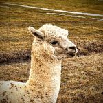 David Cuneo - @davidvcuneo - Instagram