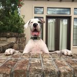 David Curington - @chowhound90 - Instagram