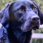David Curtiss - @dawgie_love - Instagram