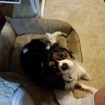 David Custer - @david.custer.771 - Instagram