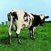 David Custodio - @dcustodiol - TikTok