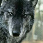 david dantes - @david.dakargulia - Instagram