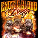 DAVID DAVIS - @exoticbloodbullys - Instagram