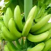داود .David dawoud 🍌😂 🍇 🌱 - @..david.dawoud - TikTok