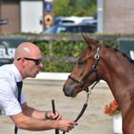 David Dekker - @daviddekker_sportponys - Instagram