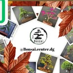 David de la Garza - @bonsai.center.dg - Instagram