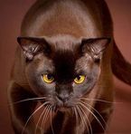 David Desforges - Facebook