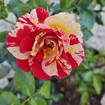 David Detweiler - @daviddetweiler68 - Instagram
