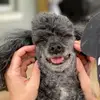 david_difilippo - @david_difilippo - TikTok