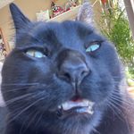 David Dingus - @bigfatchunkmonster - Instagram