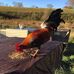 David Dinh - Facebook