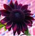 David Doss - Facebook