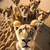 David D’silva - @david.dsilva4 - TikTok