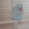 layla hibberts - @daviddeakin - TikTok