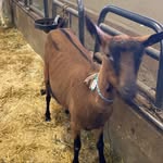 Egger_David🐐🐑 - @david_egger2009 - Instagram