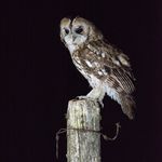 David Elder - @davidelderphotos - Instagram