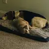 David Elder - @david.elder23 - TikTok