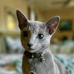 David Ethridge - @bucky_myrussianblue - Instagram