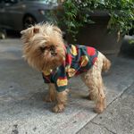 David Ewan Clive - @thislilgriffon - Instagram