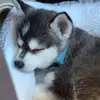 David Fausto - @david.fausto0 - TikTok