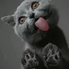 David Feltman - @davidfeltman_367 - TikTok