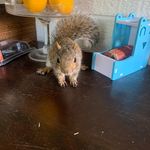 David Ferrell - @gizmolicker - Instagram