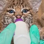 david flake - @wildfireanimalres - Instagram
