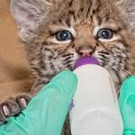 David Flake - @wildfireanimalrescue - Instagram