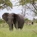 David Foot Safaris - Facebook