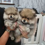 David Ford - @poppets_pomeranians - Instagram