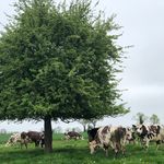 David Forget - @dfo61 - Instagram