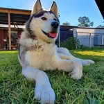 David Foyle - @david0866 - Instagram