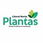 David Freitas - @litoralnorteplantas - Instagram