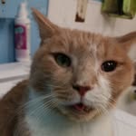 David Garfield Bowie - @catdavidbowie - Instagram