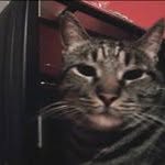 David Gatto - @davidilgatto - Instagram