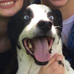 beckham david gauvin - @doggie.beckie.poo - Instagram
