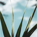 David Gavi - Facebook