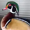 225-Gavin - @gavin.david2 - TikTok