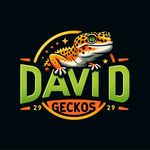 @david.geckoss - Instagram