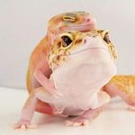 David Geck0 - @david.geck0 - Instagram