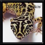 David's Fine Geckos - @davidsfinegeckos - Instagram