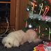 Small Animal Medical Center - David Geeslin DVM - Facebook