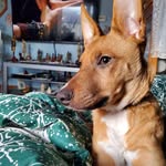 David Geier - @davidgeier13 - Instagram