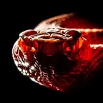 David Gerber - @wildlife_of_texas - Instagram