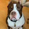 Mr_Ge_Wildin - @davidgerber26 - TikTok